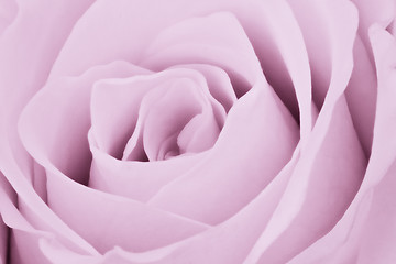 Image showing violet rose close up