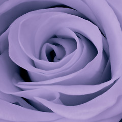 Image showing violet rose close up