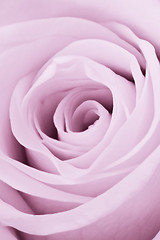 Image showing violet rose close up