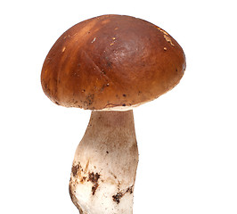 Image showing Mushroom.