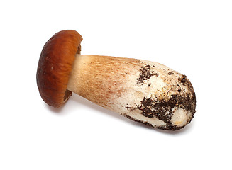 Image showing Mushroom.