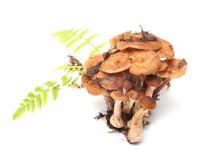 Image showing Armillaria.