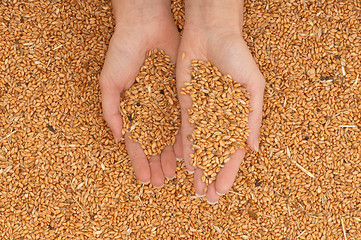 Image showing crop wheat