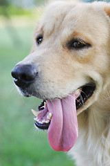 Image showing Dog with its tongue hanging out