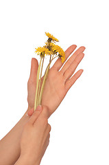 Image showing yellow dandelions