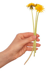 Image showing yellow dandelions