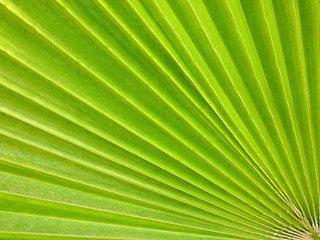 Image showing palm leaf