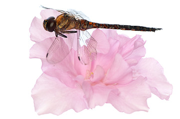 Image showing dragonfly