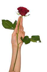 Image showing red rose