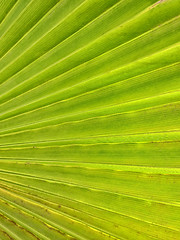 Image showing palm leaf