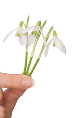 Image showing snowdrops