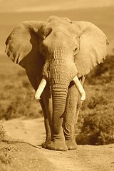 Image showing Elephant Portrait