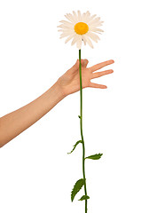 Image showing big white daisy