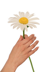 Image showing big white daisy