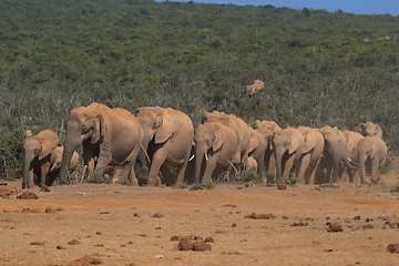 Image showing Follow The Leader