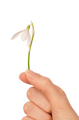 Image showing snowdrop