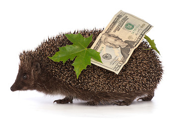 Image showing hedgehog with dollars profit