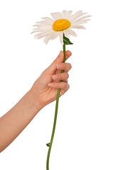 Image showing big white daisy