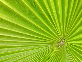 Image showing palm leaf