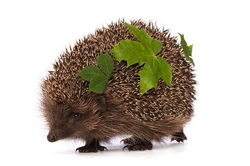 Image showing hedgehog with green leafs