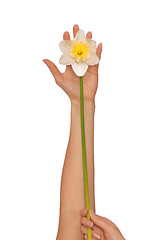 Image showing white narcissus