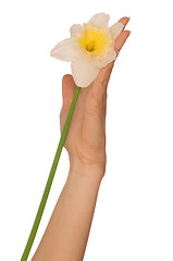 Image showing white narcissus