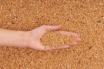 Image showing crop wheat
