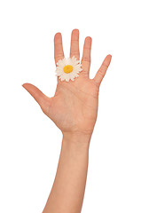 Image showing white daisy