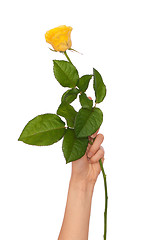 Image showing yellow rose