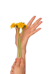 Image showing yellow dandelions