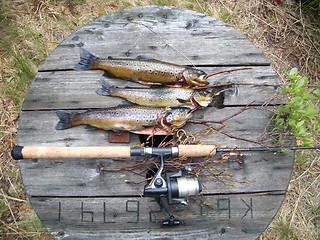 Image showing Fish catch