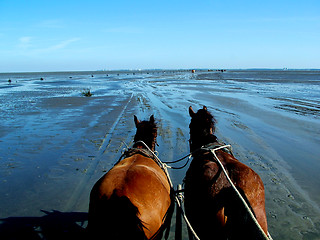 Image showing Horses and low tide