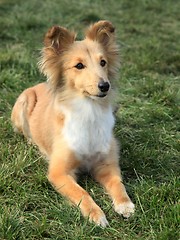 Image showing Shetland Sheepdog 