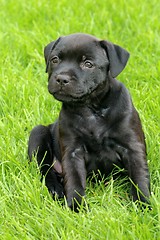 Image showing Staffordshire Bull Terrier puppy