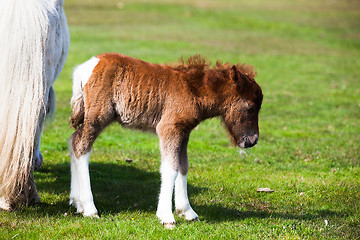 Image showing The young pony 