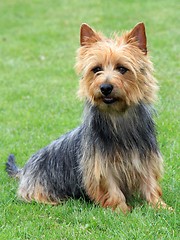 Image showing Australian Terrier