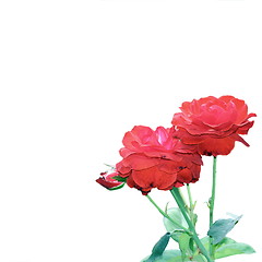 Image showing rose isolated on white