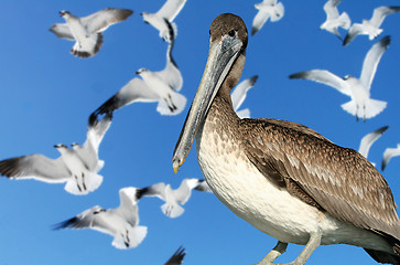 Image showing Birdlife