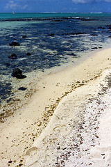 Image showing seaweed  ile du cerfs mauritius