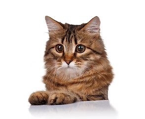 Image showing Cute cat