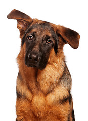 Image showing German shepherd