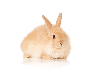 Image showing Cute rabbit