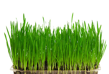 Image showing Wheat grass