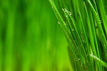 Image showing Wheat grass