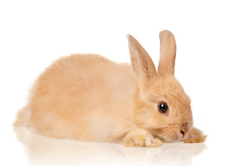 Image showing Cute rabbit