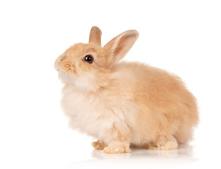 Image showing Cute rabbit