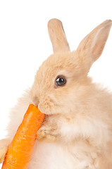 Image showing Cute rabbit