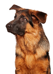 Image showing German shepherd