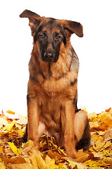 Image showing German shepherd