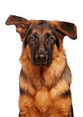 Image showing German shepherd